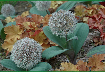 Декоративный лук или Аллиум каратавский Allium karataviense 