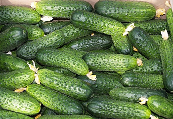 Огурец Cucumber Mirabelle 