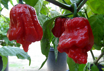 Перец острый Hot pepper 7 Pot Jonah 