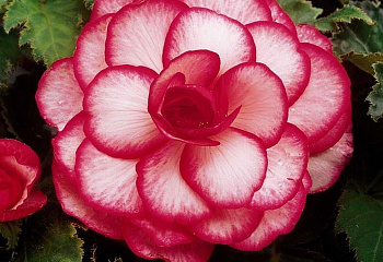 Бегония Begonia Bouton de Rose 