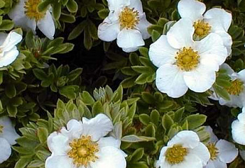 Лапчатка Potentilla Tilford Cream 