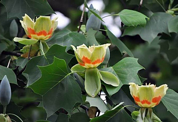 Лириодендрон, или Тюльпанное дерево Liriodendron Leucanthum 