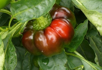 Перец сладкий  Sweet pepper Sheepnose Pimento Pepper 