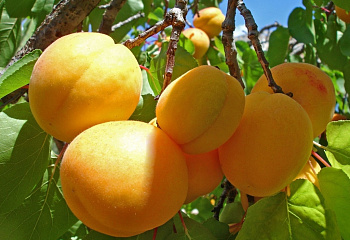 Абрикос Prúnus armeníaca Заморозкоустойчивый