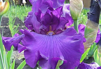 Ирис Íris Ralf Waldo Emerson 