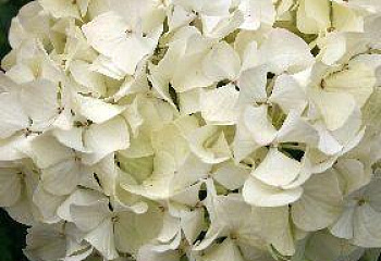 Гортензия крупнолистная Hydrangea macrophylla Magical Pearl 