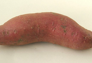 Батат или Сладкий картофель Sweet Potato Bayou Belle 