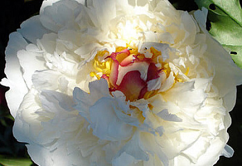 Пион Couronne d'Or 