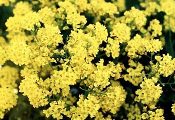 Алиссум Alyssum или Лобулярия Lobularia Citrinum 