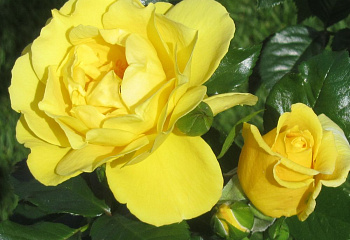 Роза Rósa Dukat 