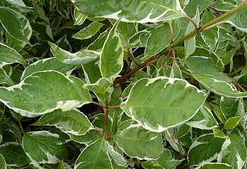 фото: Дерен белый Argenteo-marginata Дерен белый Argenteo-marginata
