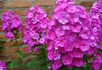 Флокс Phlox Amarantriese 