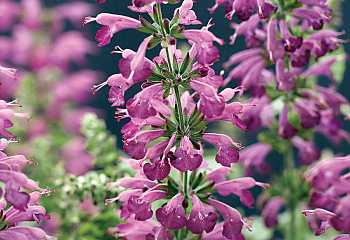 Сальвия Salvia Jewel  Lavender 