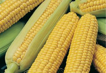 Кукуруза Sweetcorn Yurackallhua Incan Giant Corn 