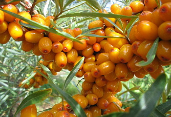 Облепиха Hippóphaë Великан