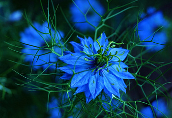 Нигелла Nigella 