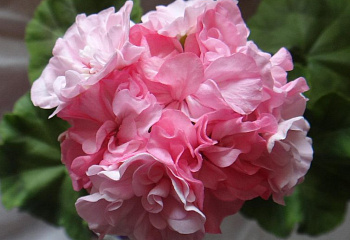 Пеларгония Pelargōnium Pensby 