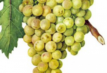 Виноград винный Vitis vinifera Тербаш