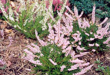 фото: Вереск Calluna Randor Вереск Calluna Randor