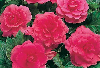 фото: Бегония клубневая Rose Бегония клубневая Rose