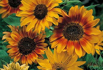 Гелиантус (Подсолнечник декоративный) Helianthus American Giants 