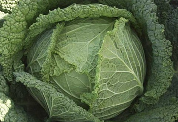 Капуста савойская  Savoy cabbage Melissa 