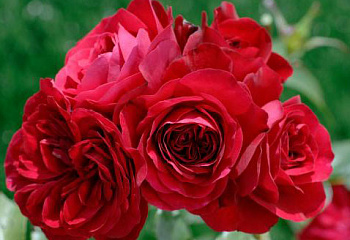 Роза на штамбе Rósa Sympatie 