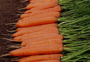 Морковь Carrot Monanta 