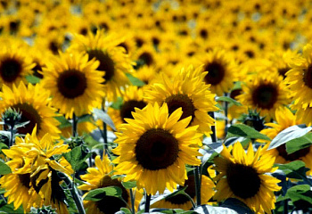 Подсолнечник Sunflower NK Delfi 