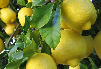 Лимон Citrus limon Eureka 