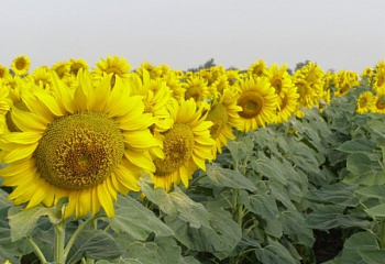 Подсолнечник Sunflower Zevs 