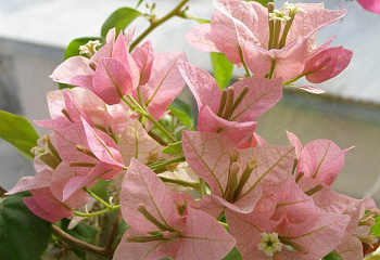 Бугенвиллия или Бумажный цветок  Bougainvillea Sakura 