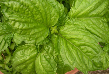 Базилик Basil Lettuce Leaf 