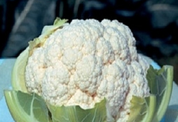 Капуста цветная Cauliflower Flamenko 