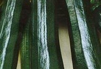 Кабачок Marrow squash Zucchini Nefertiti 