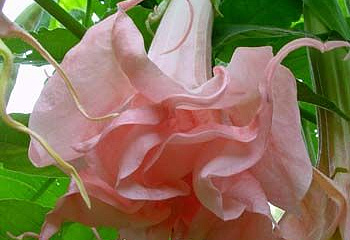 Бругмансия или Труба ангела Brugmansia Dalens Pink Amour 