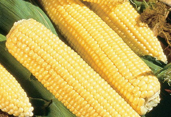 Кукуруза Sweetcorn Illini Xtra Sweet Hybrid 