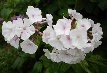 Флокс Phlox Marie Jacob 