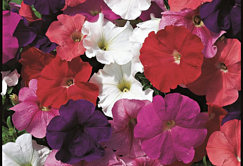 Петуния Petunia Celebrity 