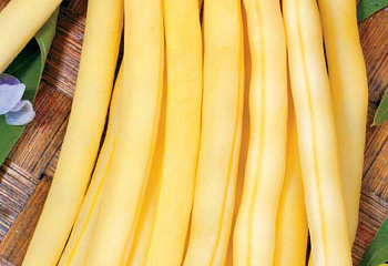 Фасоль Phaséolus Galopka 