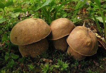 Гриб Белый дубовый Boletus reticulatus  
