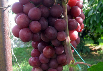 Виноград плодовый Vitis vinifera Нина