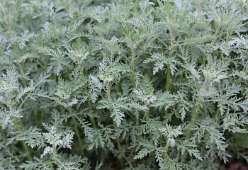 Полынь Шмидта Artemisia schmidtiana 