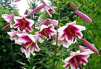 Лилия Lílium Silk Road 