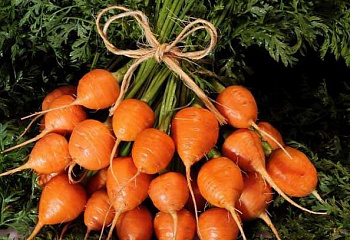 Морковь Carrot Baby Bunch Round 