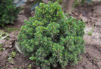 Ель обыкновенная Picea abies Tompa 