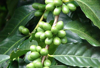 Кофейное дерево Coffee Arabica 