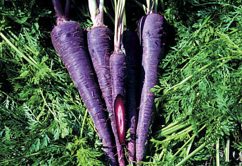 Морковь Carrot Purple Haze 