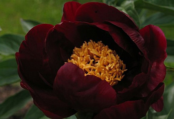 Пион Sable 