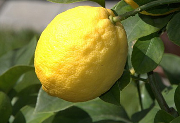 Лимон Citrus limon Florentina 